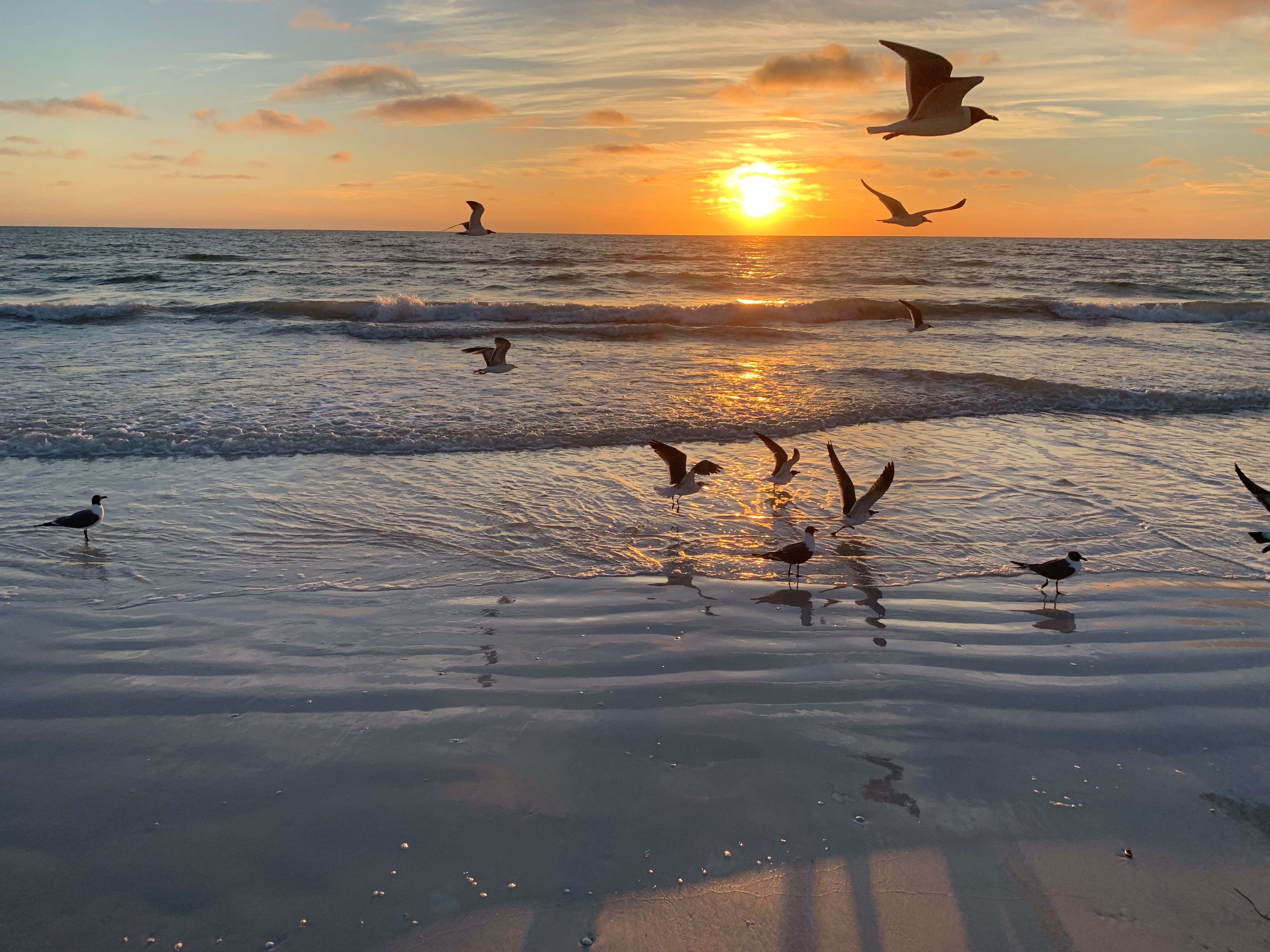 Siesta Key sunset with birds